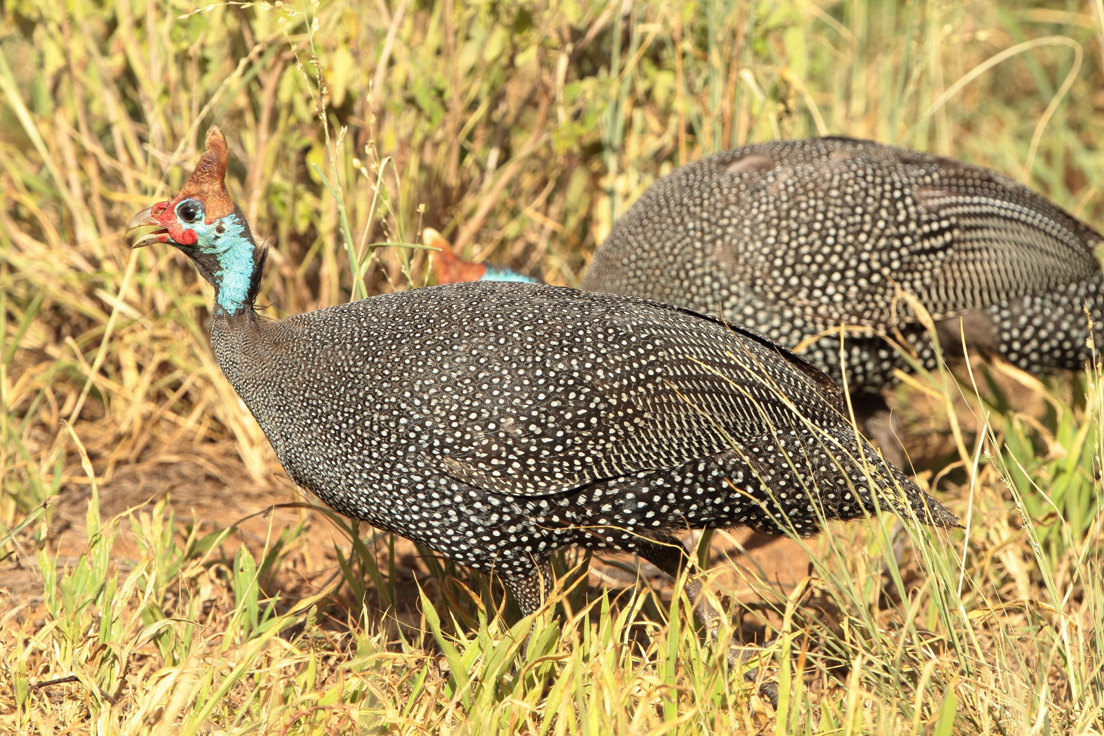 image Helmeted Guineafowl